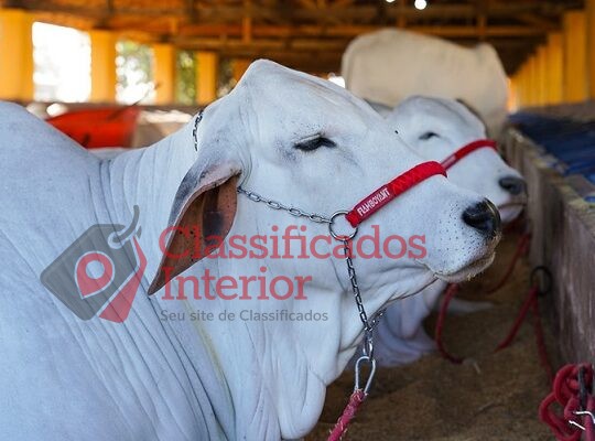 Expo Rio Preto começa neste sábado com negócios, leilões e show sertanejo