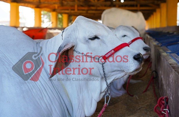 Expo Rio Preto começa neste sábado com negócios, leilões e show sertanejo