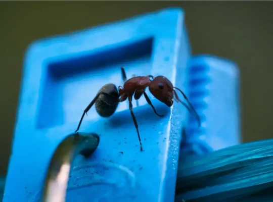 Por que formigas ‘aparecem do nada’ em casa? Entenda e veja o que fazer