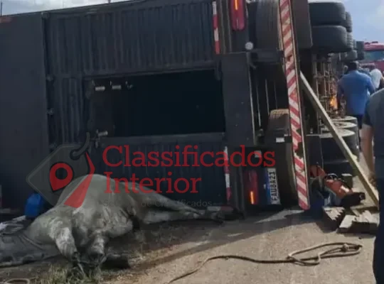 Caminhão carregado de gado tomba na região e bois fogem pelas ruas da cidade