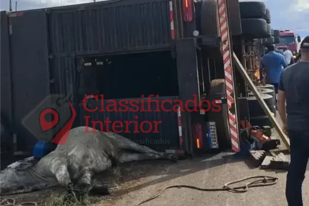 Caminhão carregado de gado tomba na região e bois fogem pelas ruas da cidade