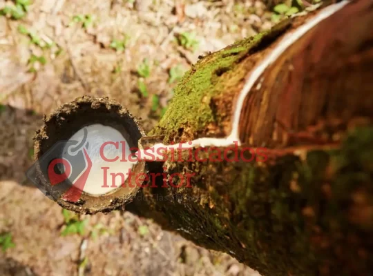Borracha natural valoriza produção do agronegócio na região