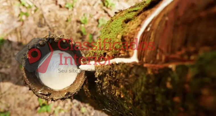 Borracha natural valoriza produção do agronegócio na região